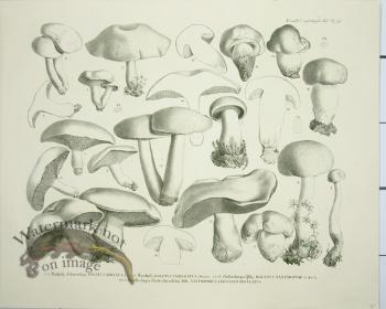 Mushroom Atlas 47